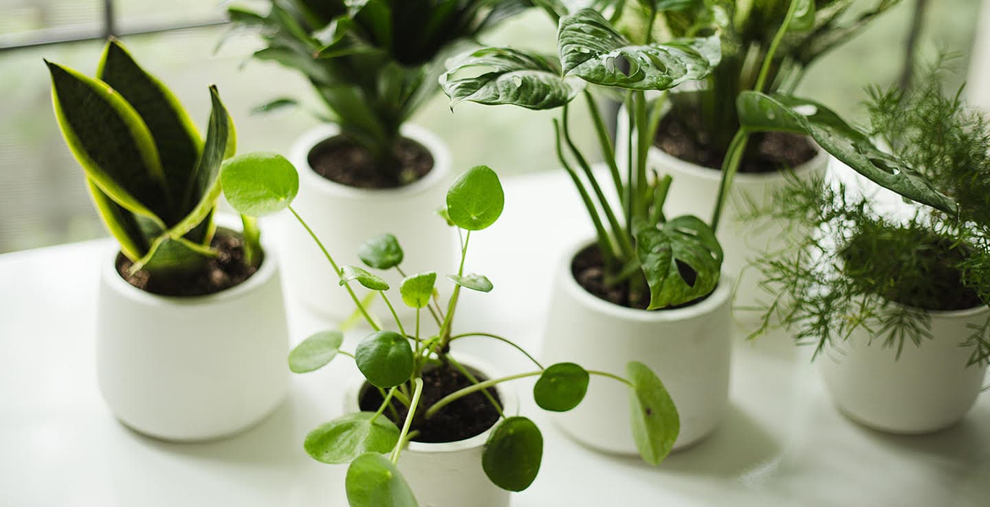 Plant Library greenery styled for an event space.