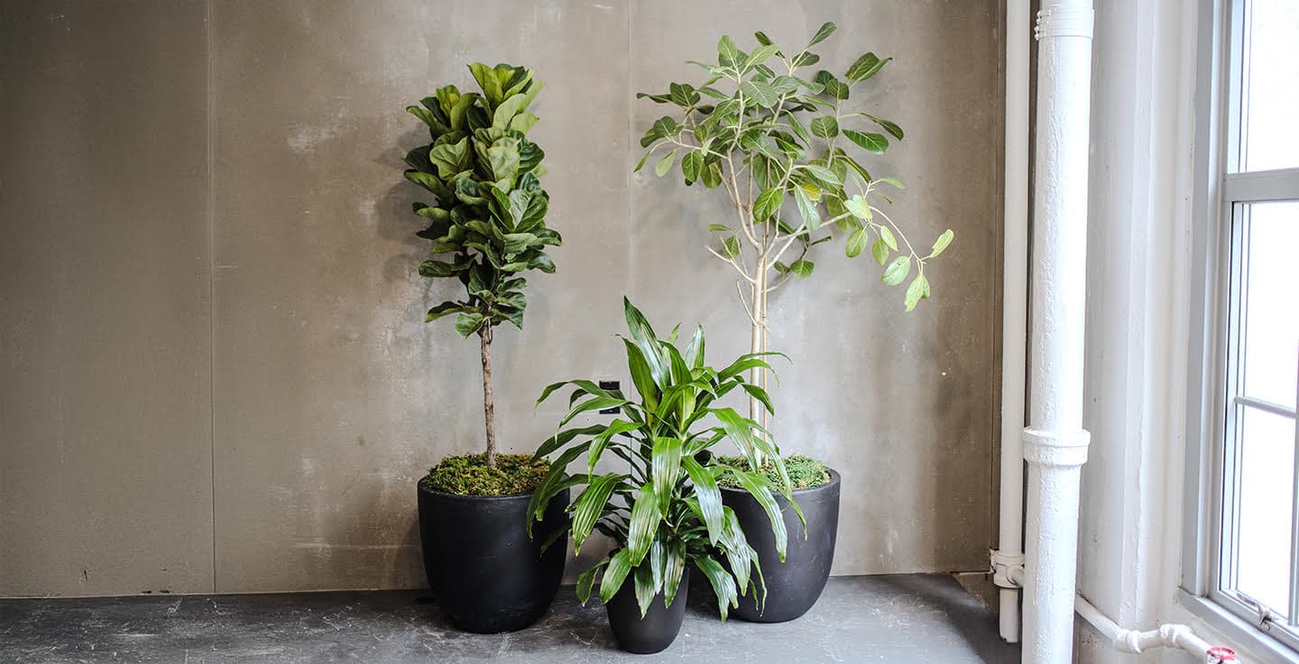 A wide Plant Library event installation with curated plants.