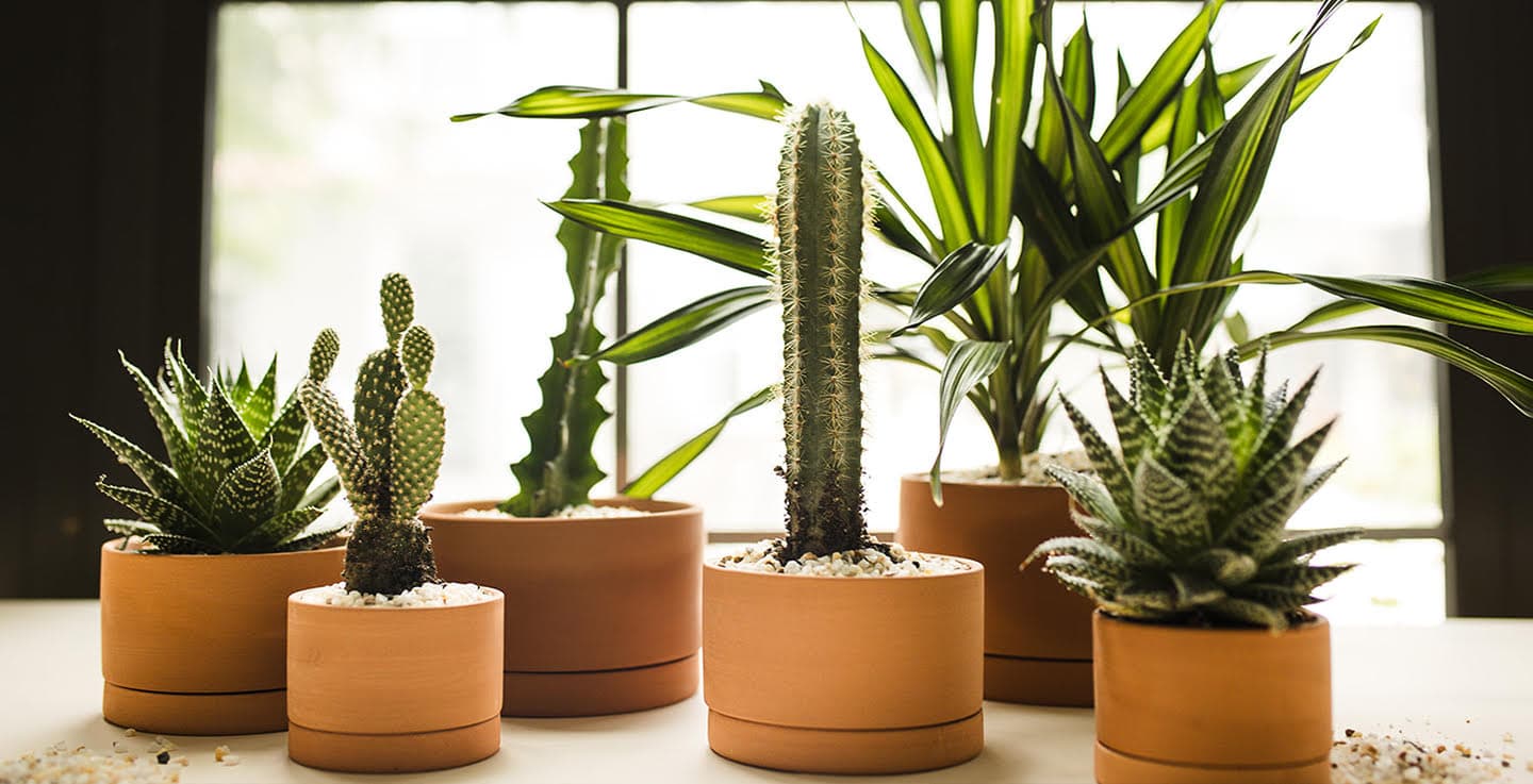 A Plant Library event environment styled with plants.